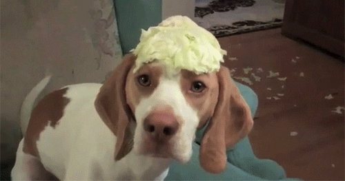 Hund verrckt - Copy