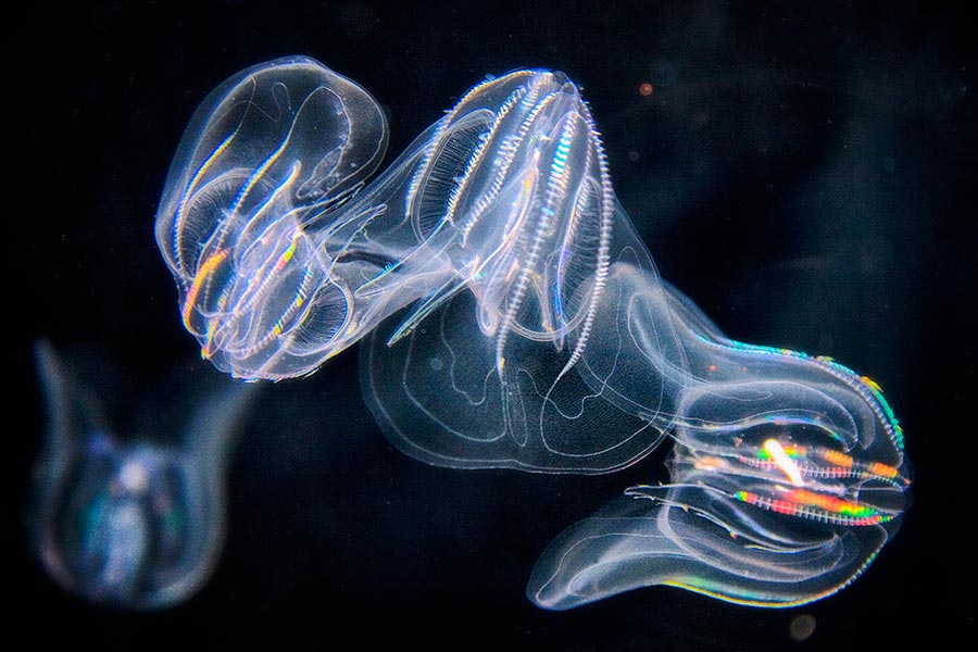 Comb-Jelly046