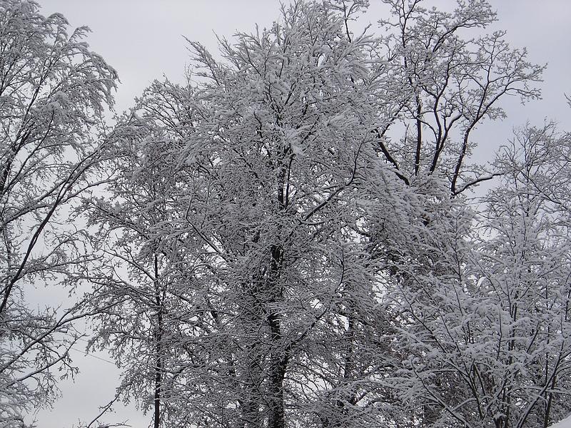 /dateien/,1290773906,4b4Pbm 103625 winter 2010 1