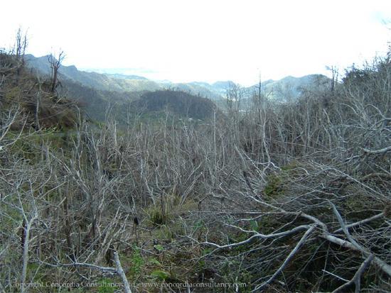 /dateien/gw13740,1117032993,rainforest