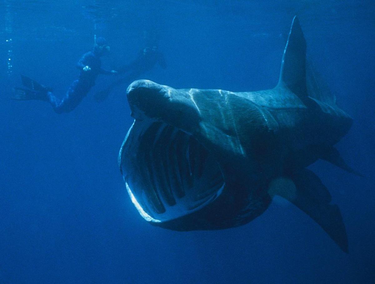 /dateien/mt13019,1274882111,Basking Shark