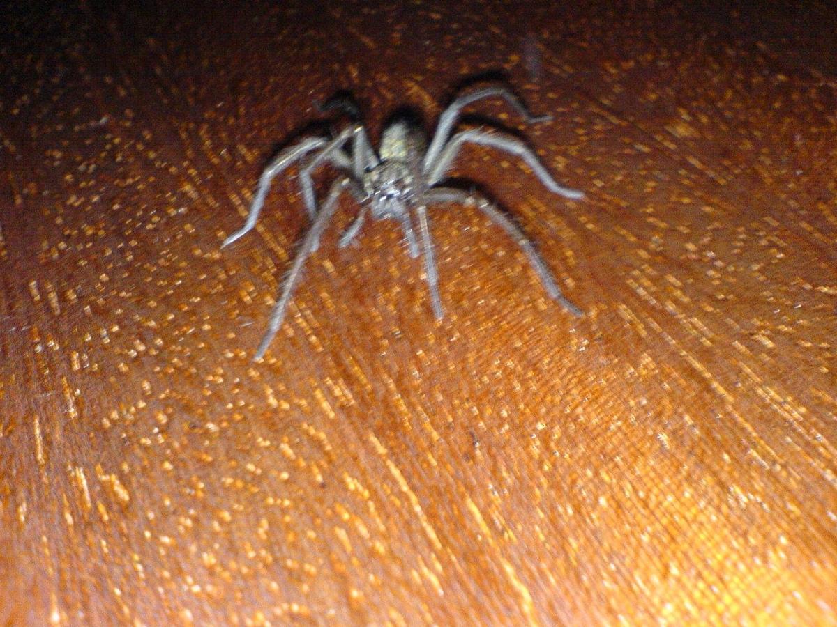 /dateien/mt36326,1200265701,Arachnophobia