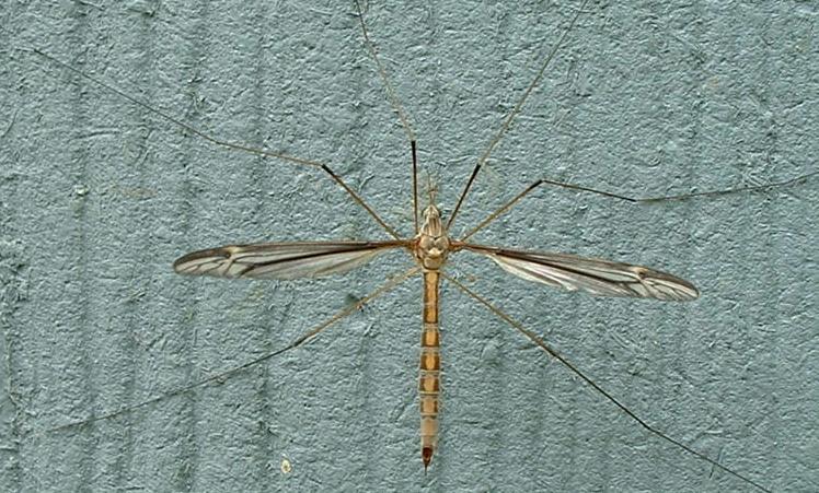 /dateien/mt57031,1255009303,Long legged