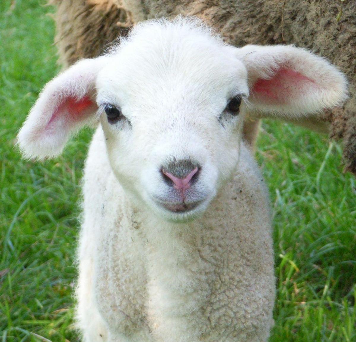 /dateien/mt59849,1264174810,weisses lamm