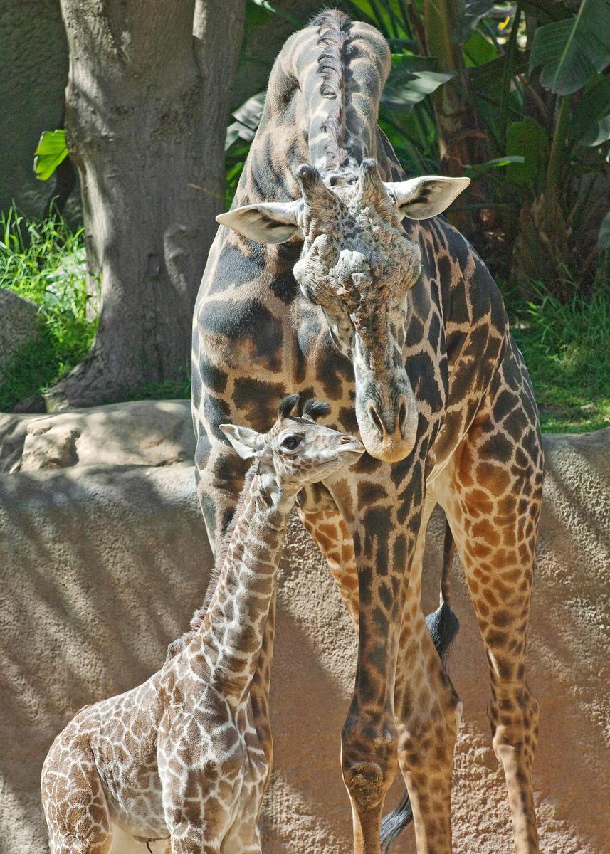 /dateien/rs3448,1268834426,new-baby-giraffe-kiss-artimus-jamie-pham