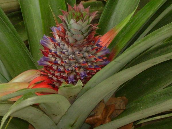 /dateien/uh28902,1156154929,Ananas Kopie