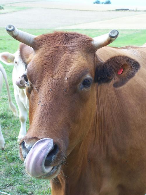 /dateien/uh28902,1157887410,lick it