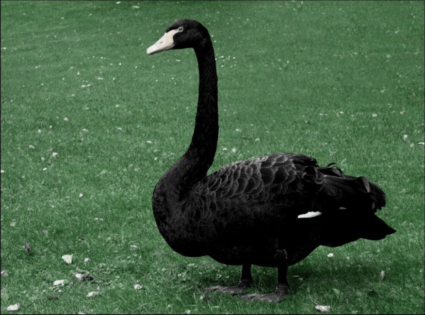 /dateien/uh28902,1158320473,schwarzer Schwan