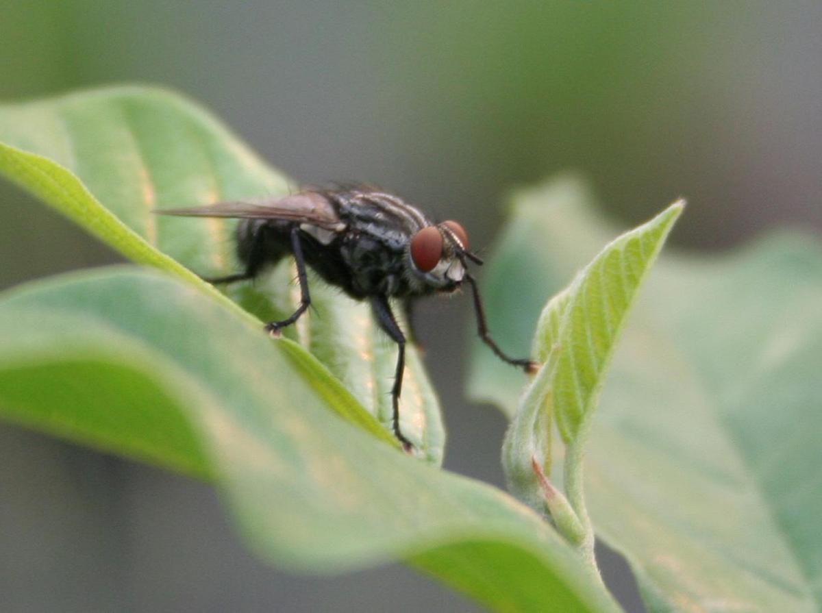 /dateien/uh28902,1158873174,fly not away