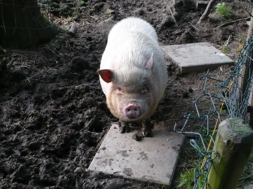 /dateien/uh51630,1256304540,Isolde Gehege