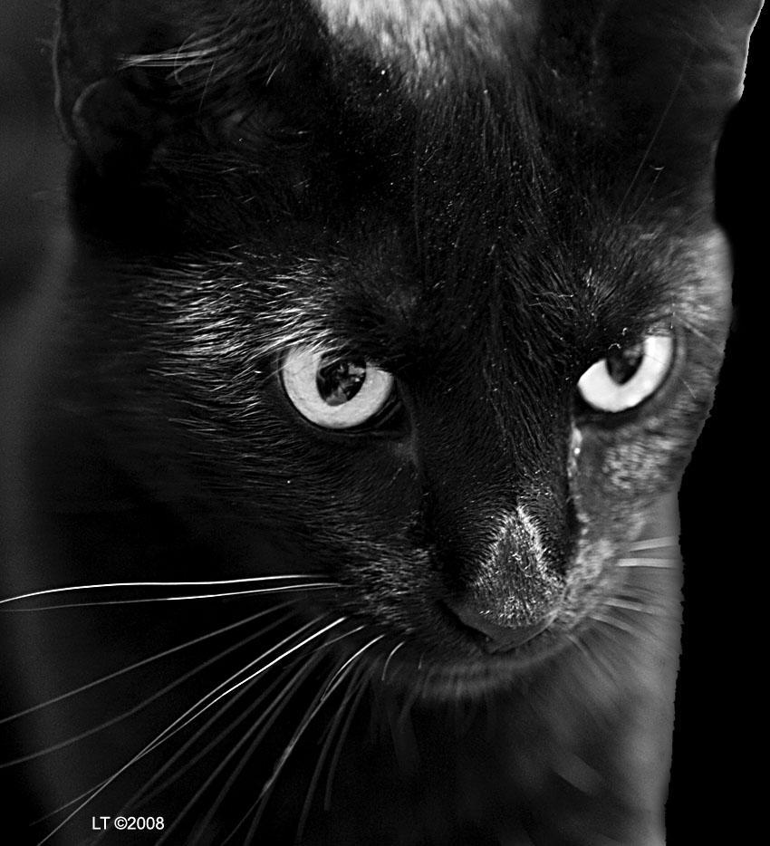 /dateien/uh56624,1259824798,nomadicus-344194-albums-kittycats-pic5694-mini-black-panther-7956