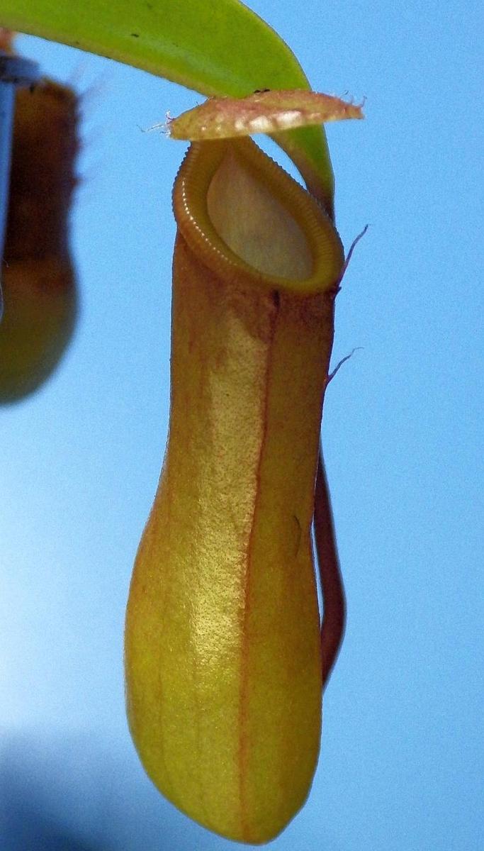  KK 9738 Nepenthes sp. Mai 2019