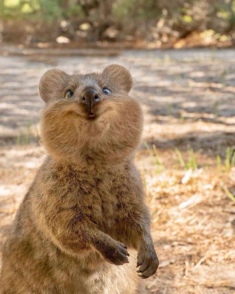 Quokka 2 - Copy