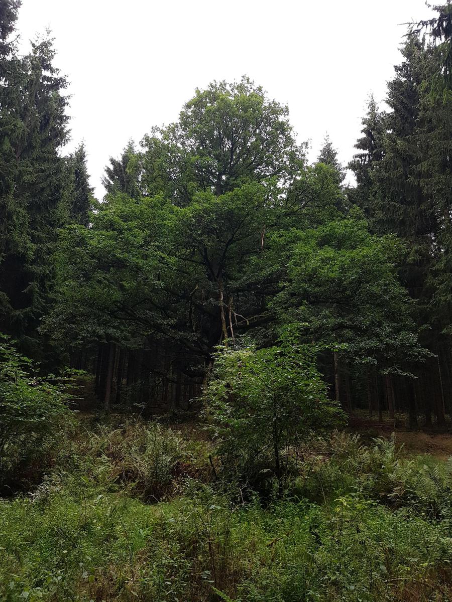 IMG 20180815 165806