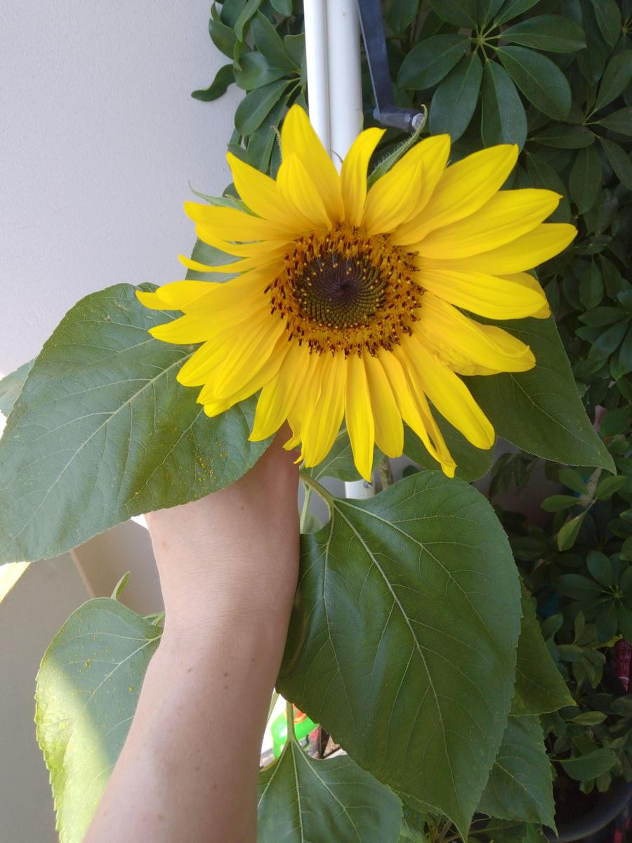 IMG 20200808 133217