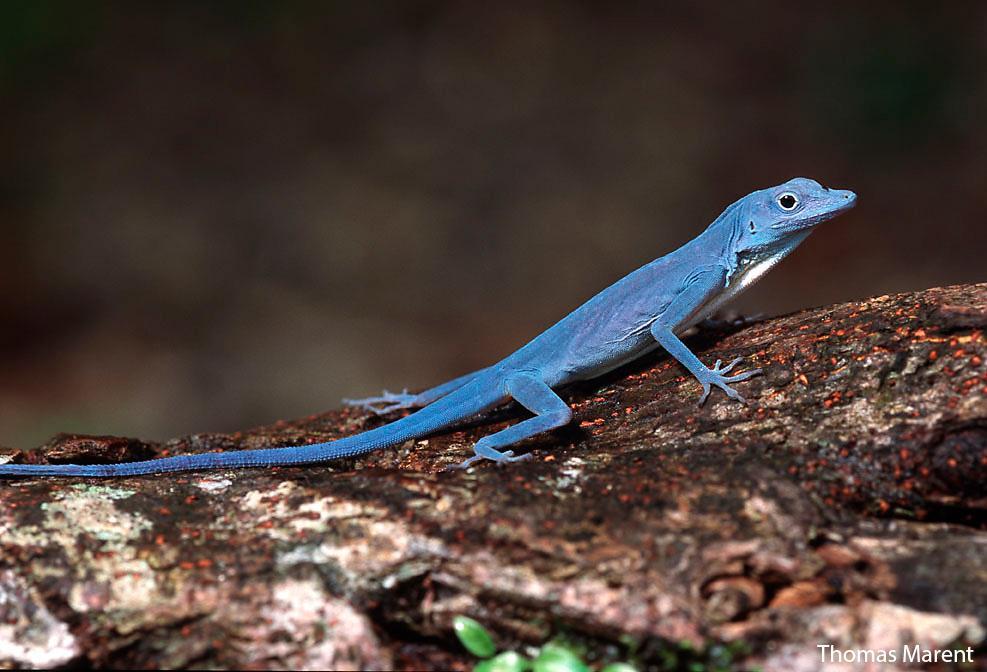 blue-anole-anolis-gorgonae-987px