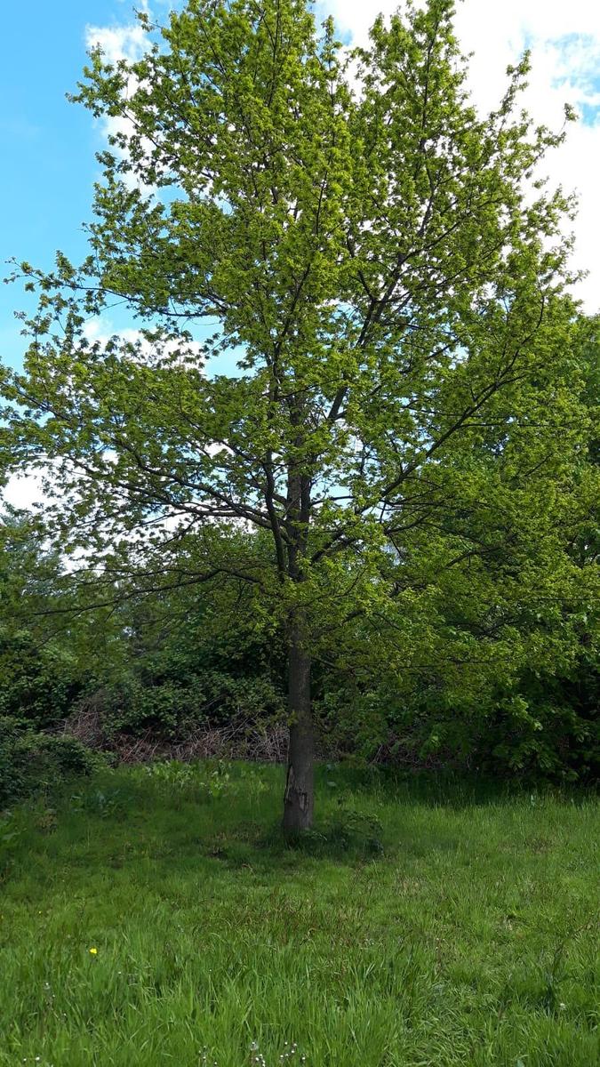 IMG-20190514-WA0013