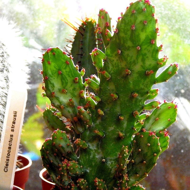  KK 6495 Opuntia monacantha