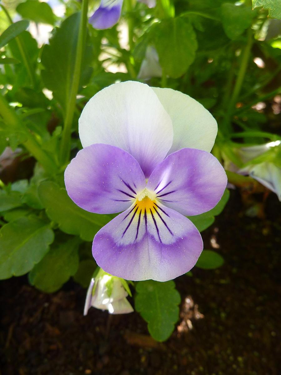P1070049