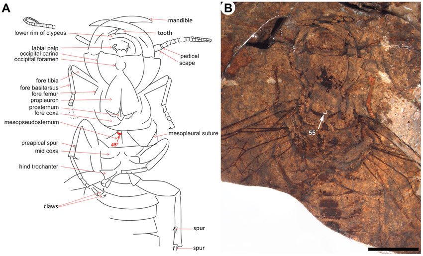 Detail-structures-of-Hoplitolyda-duoluni