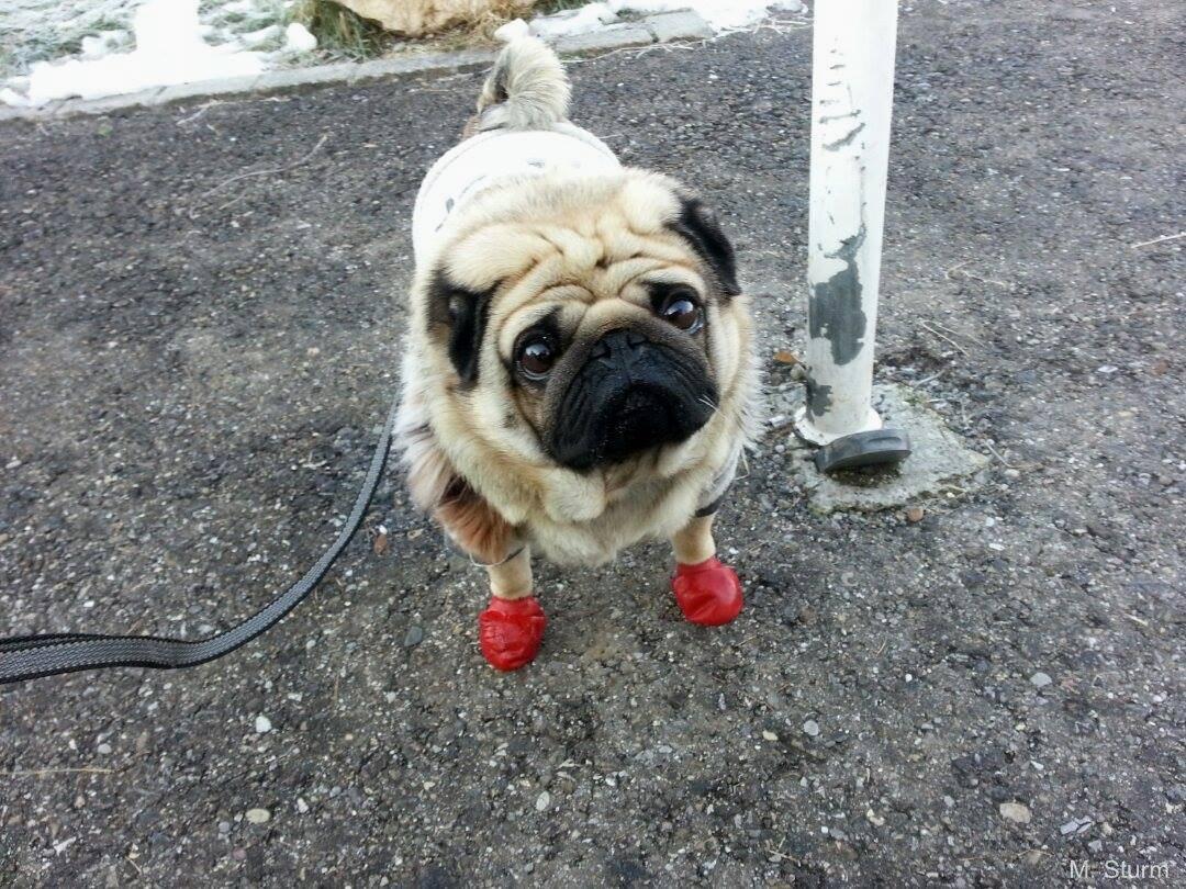 mops8
