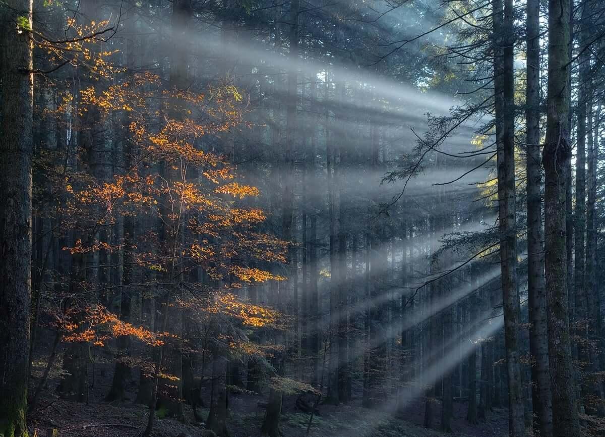 Photographer Captures the Stunning Beaut