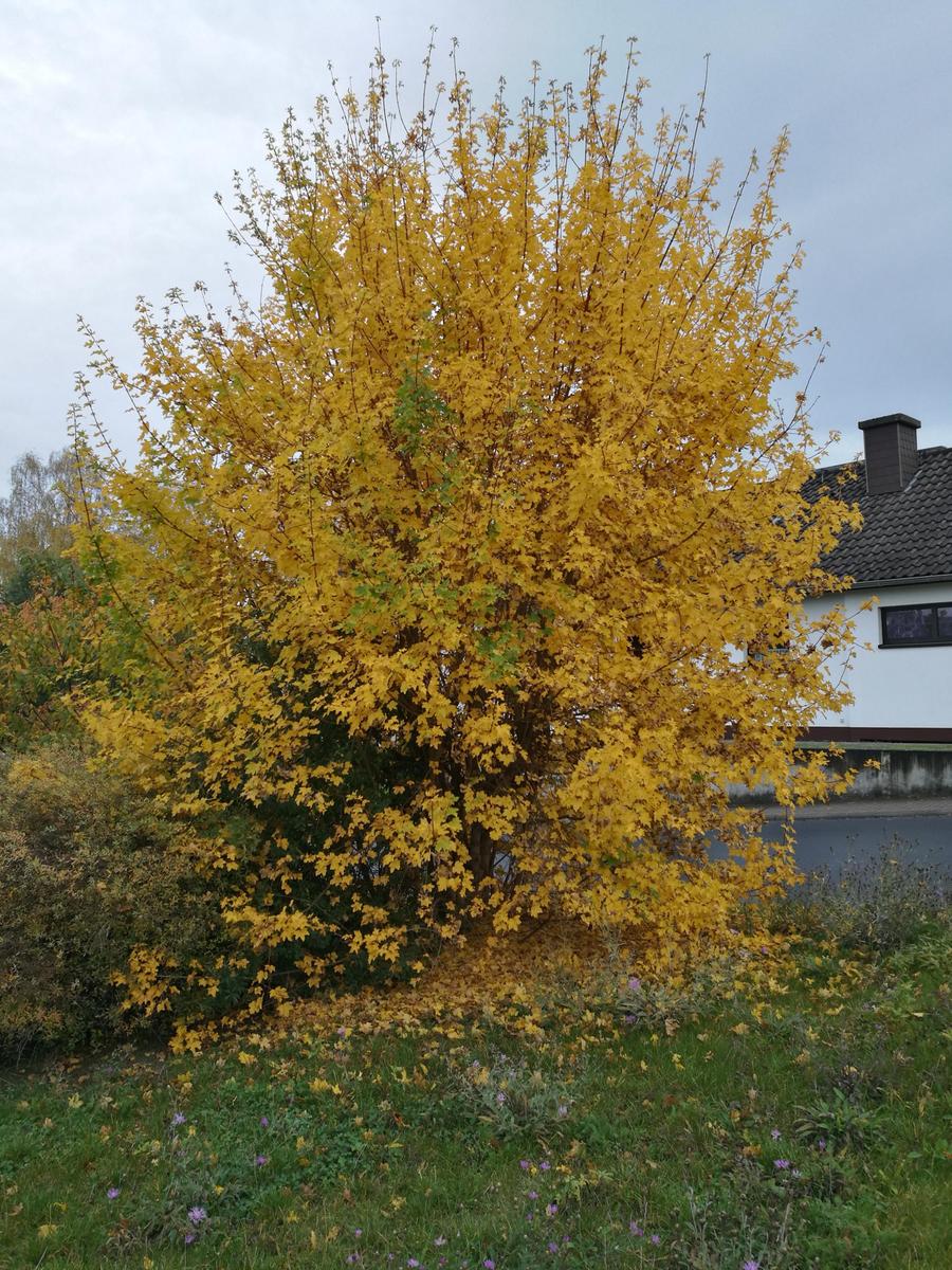 IMG 20201023 164612