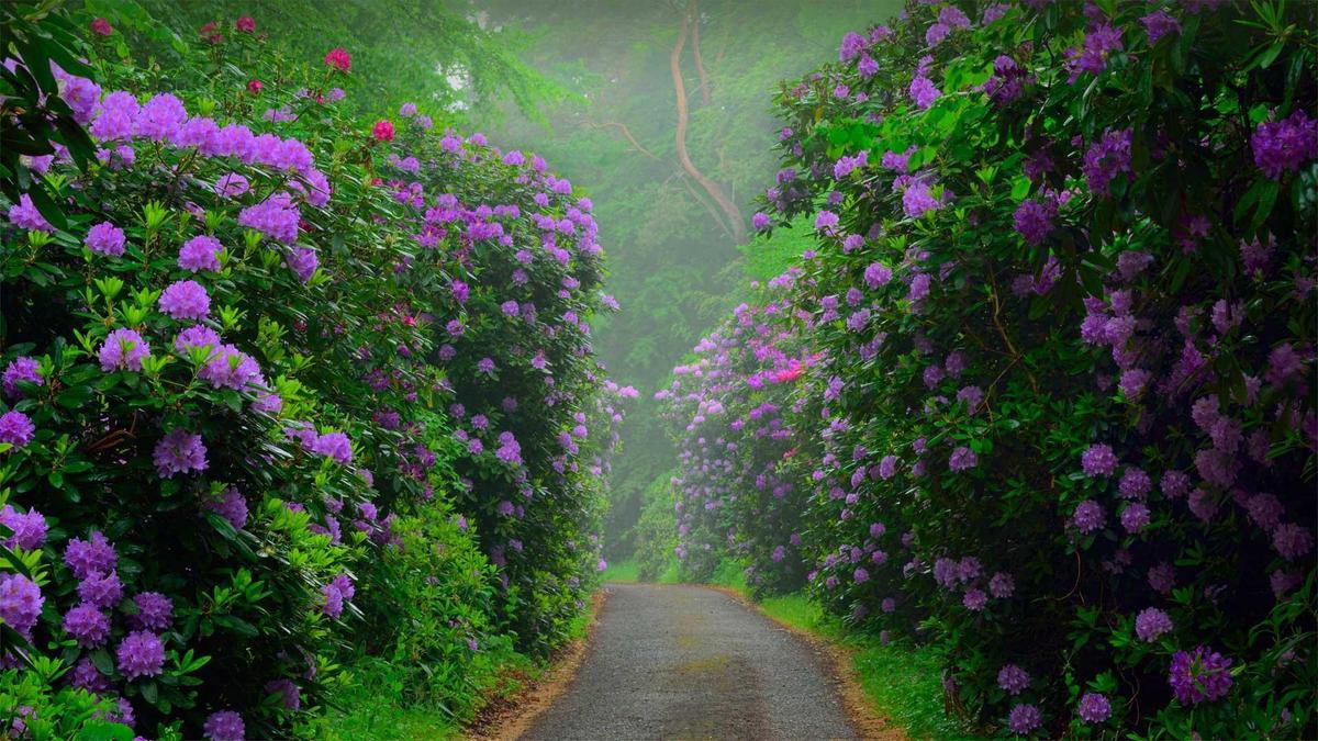 Rhododendron DE-DE0898324296 1920x1080