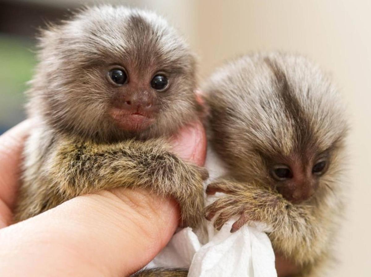 zwei-zwergseidenaeffchen-hand-shuttersto