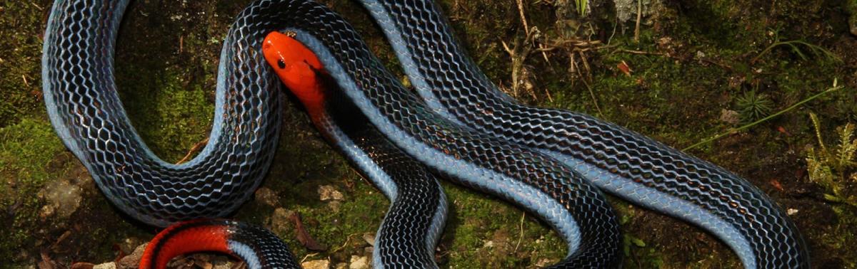 BlueCoralSnake TomCharlton.jpg.3128311