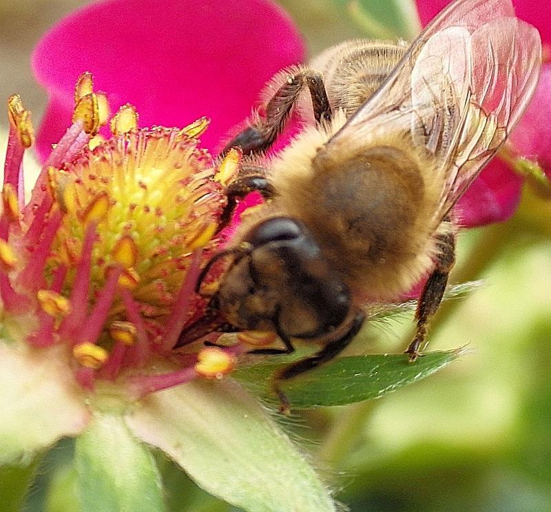  KK 8033 bee5