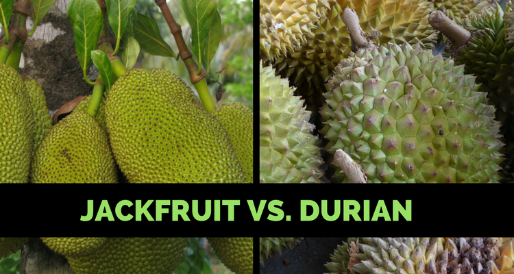 JACKFRUIT-VS.-DURIAN-2-750x400