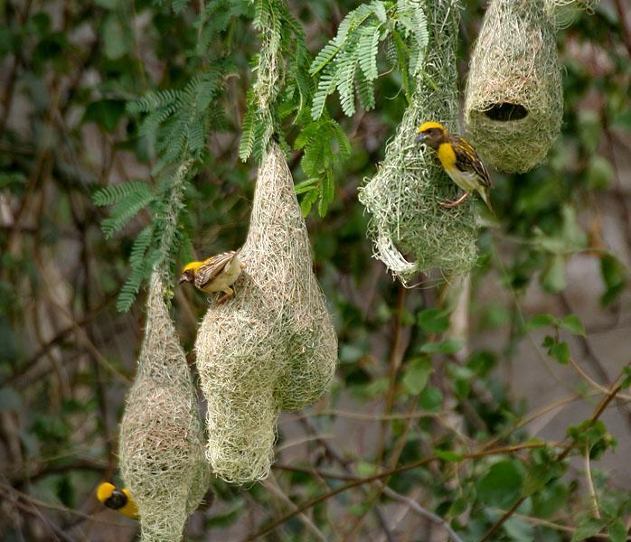 Baya Weaver Ploceus philippinus- Male W 