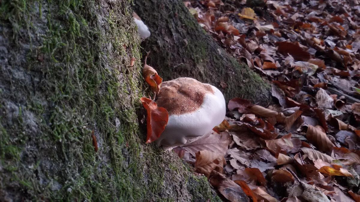 Pilz 3