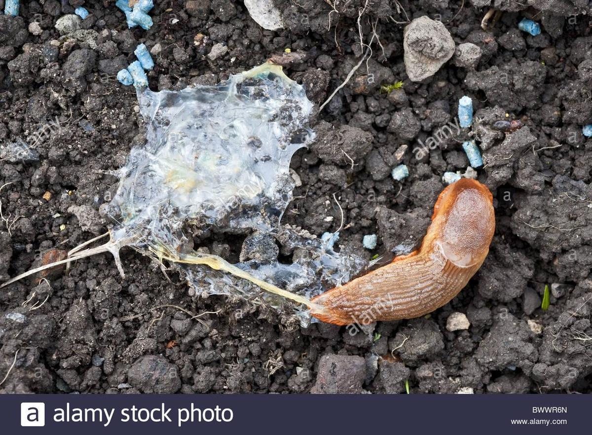 tot-garten-pest-control-pestizid-schadli