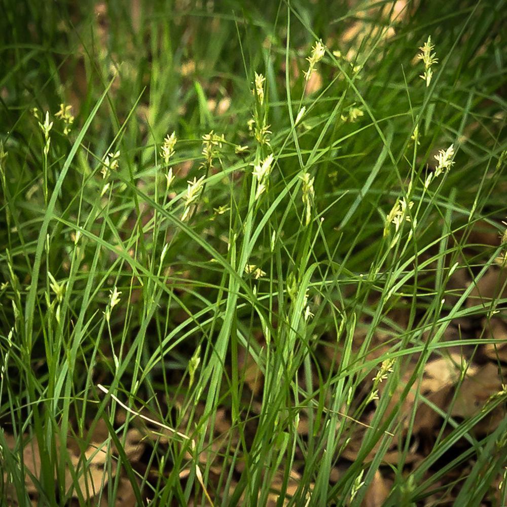 Gras  vergrssert spaziergang 2019.05.26