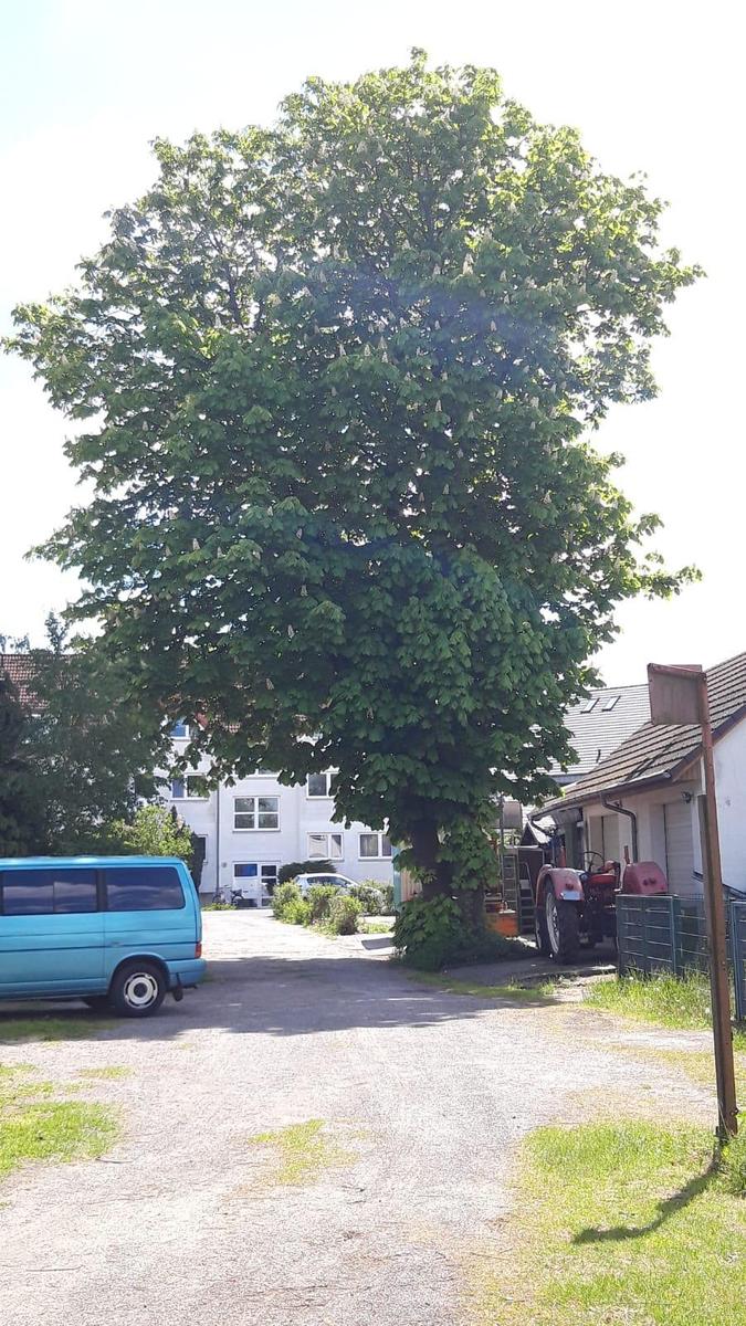 IMG-20190514-WA0010