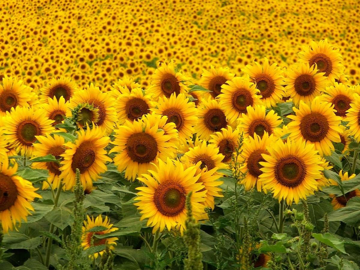 sonnenblume-eingeordnete1600x120049770