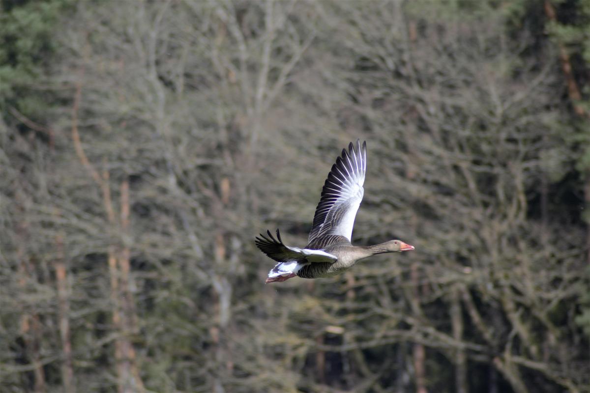 Graugans im Flug