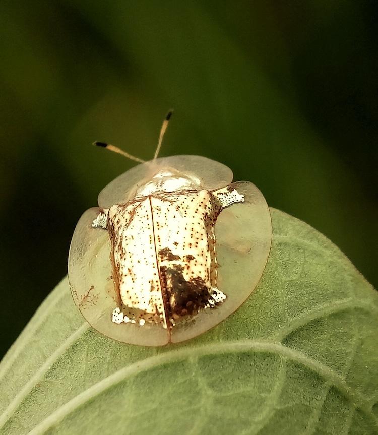 golden-tortoise-beetle-3