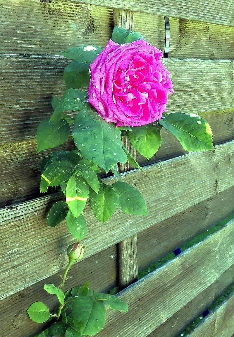 KK 5551 rose