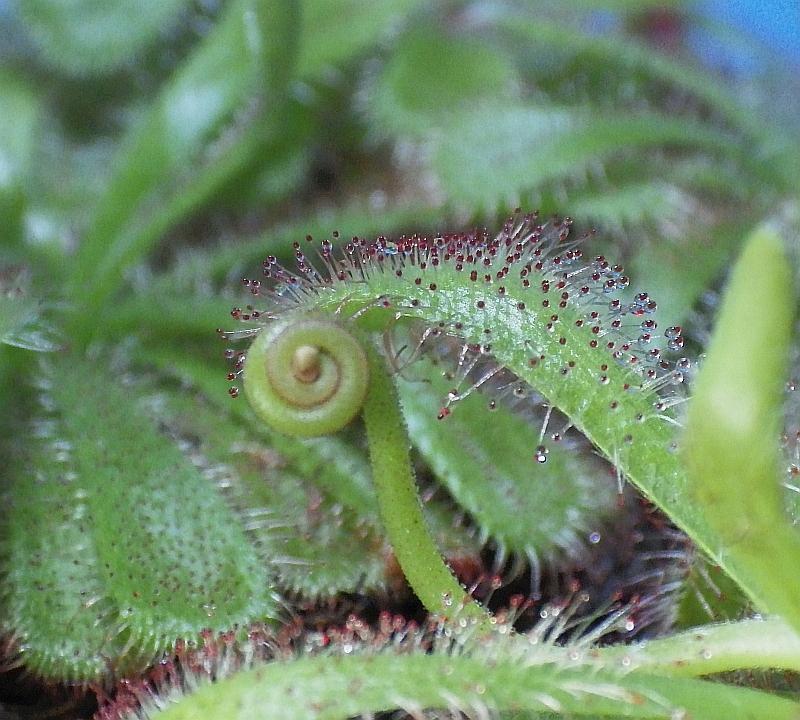  KK 9735 Drosera Mai 2019