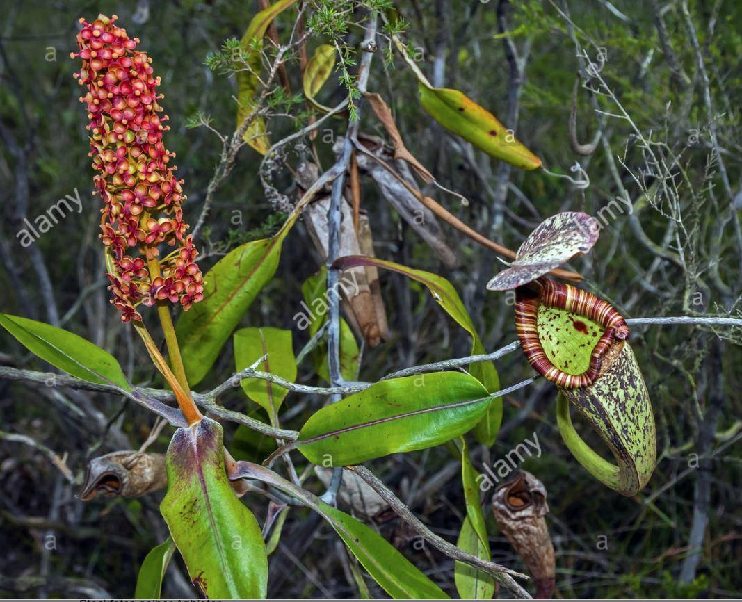 nepenthes blte