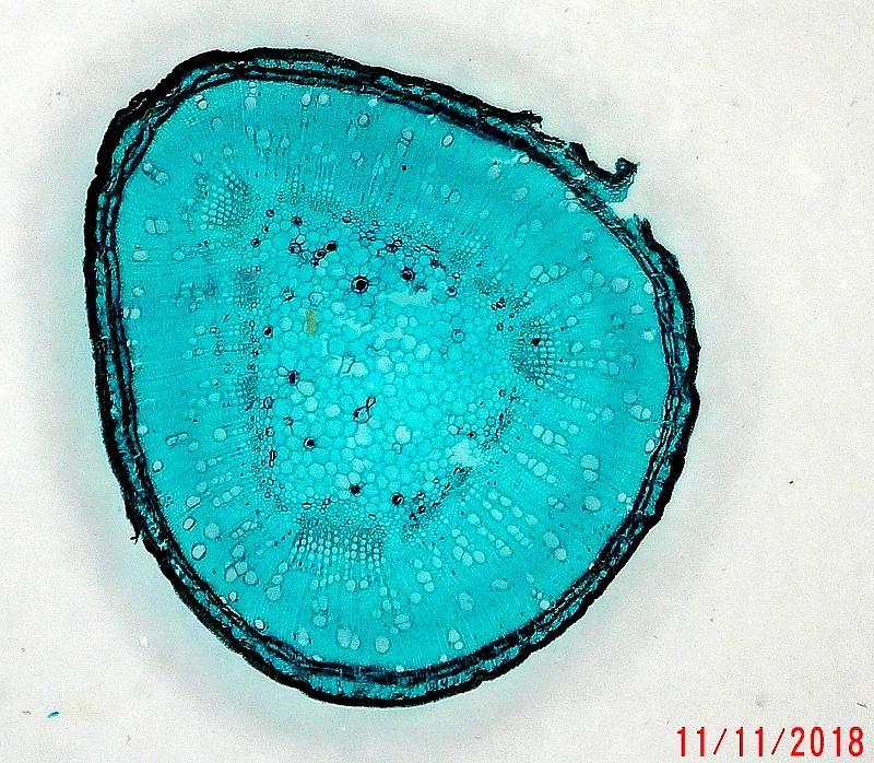 yCHD00002 Cotton-Stem