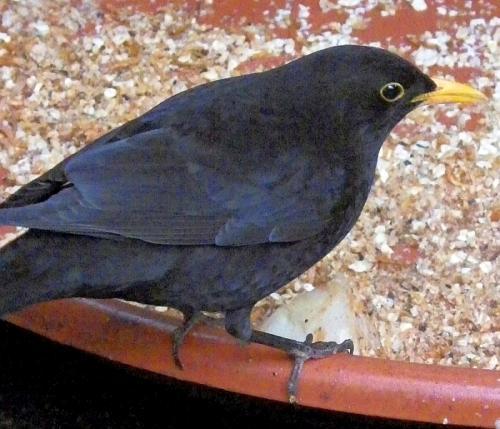 KK 4944 Amsel