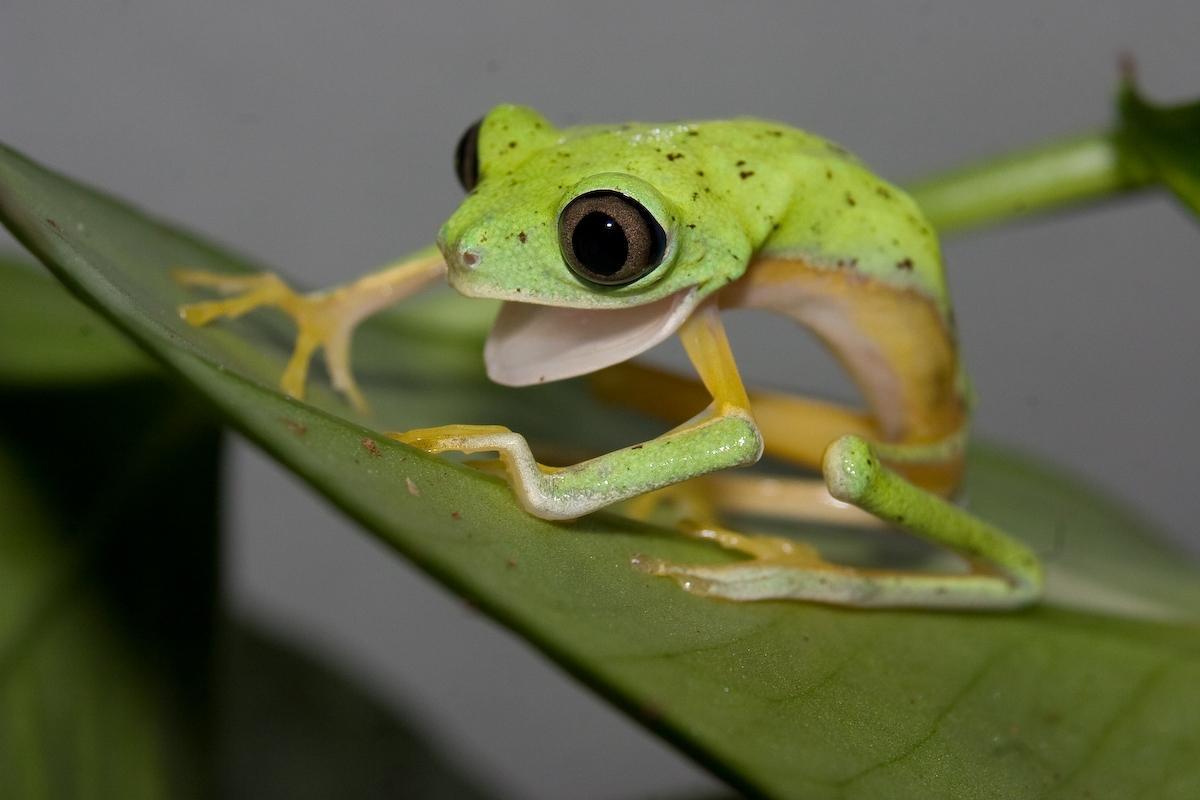 frosch laubfrosch hyla hylidae trope