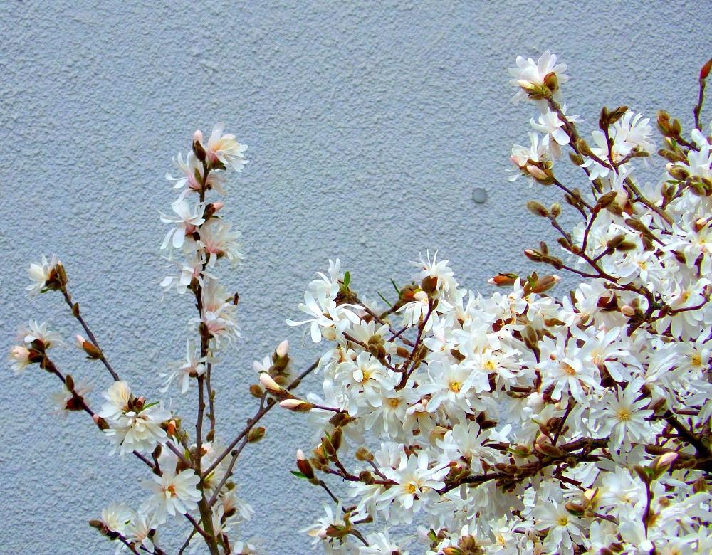 IMGP0015