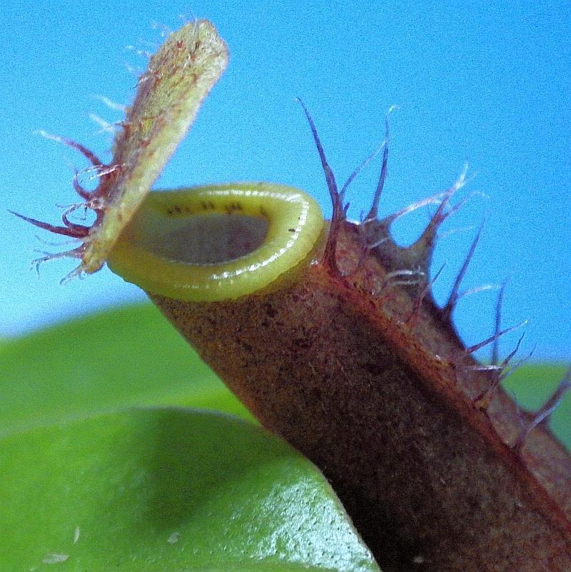  KK 9739 Nepenthes Mai 2019