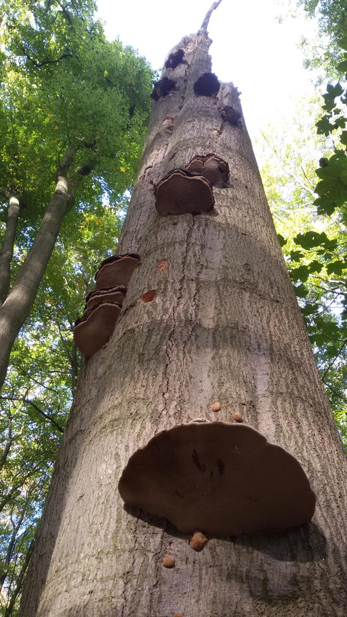 Pilz 9