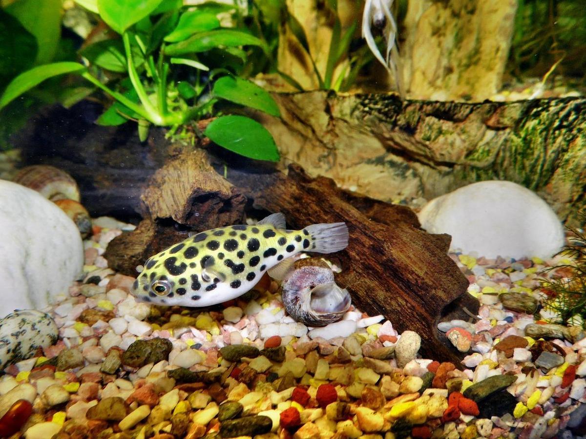 kugelfisch 1538594546
